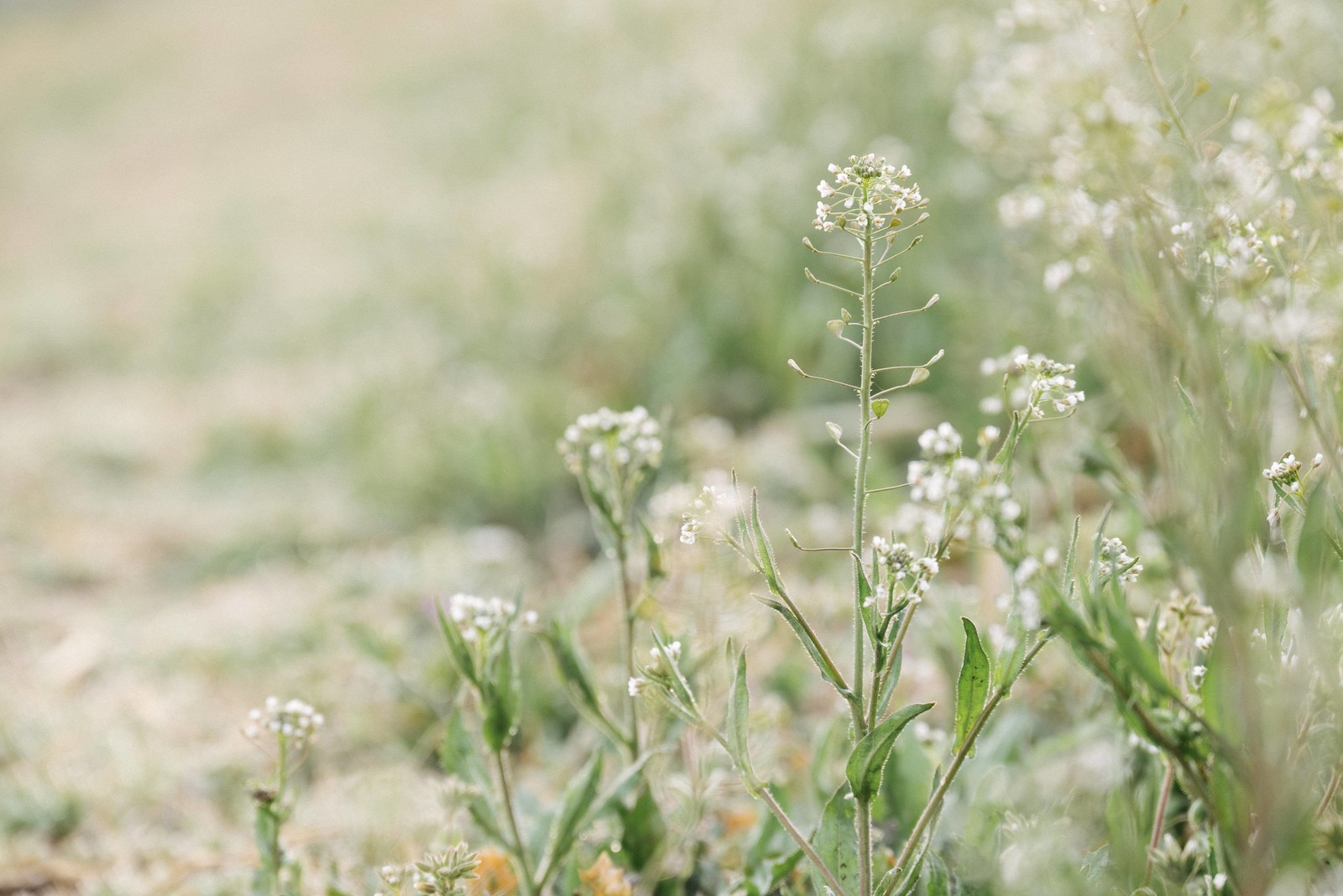  三大「ホ」で始まる食べ物「ホットドッグ」「回鍋肉」の画像
